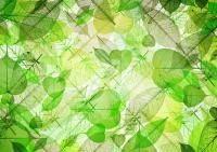 Зеленые листья