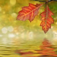 Листья над водой