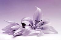 Лилии на сиреневом фоне