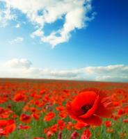 Полевые маки