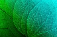 Нежные листья