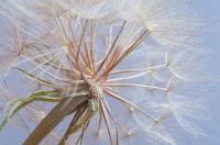 Масштабный снимок