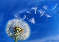 Письма желания