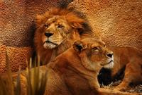 Львица и лев