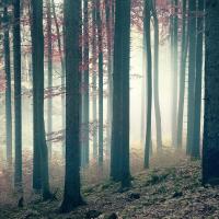 Осенний лес