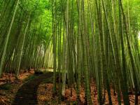 Бамбук
