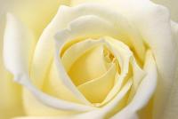 Фото желтой розы