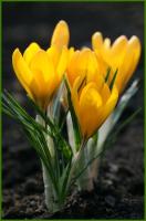 Желтые крокусы