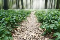 Туманный лес