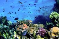 Морское дно