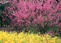 Цветущий куст