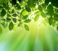 Листья деревьев