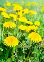 Желтое поле