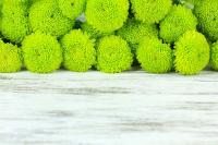 Зеленые георгины