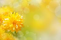 Желтые цветки