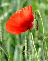 Красный мак