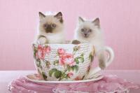 Котята в чашке