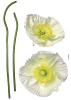 Komar 17022h (Pavot Blanc)