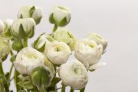 Букет белых пионов