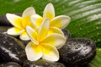 Плюмерия в брызгах