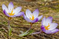 Три крокуса