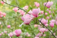 Розовые магнолии