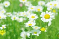 Ромашки в зеленой траве