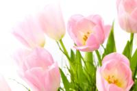 Нежно-розовые тюльпаны