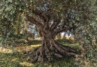 Komar 8-531 (Olive Tree)