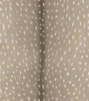 Фото Rasch Black Forest 2016 514803