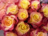 Желто-розовые розы