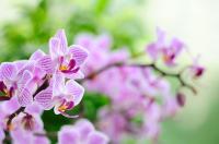 Цветы сиреневой орхидеи