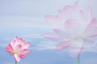 Кувшинки в облаках