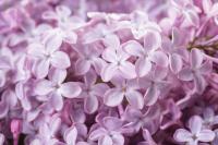 Цветы сирени