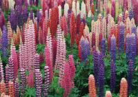 Розовые полевые цветы