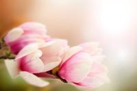 Цветы магнолии