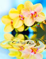Отражение орхидеи