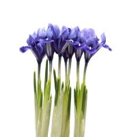 Синие ирисы