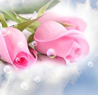 Розовые розы и капли