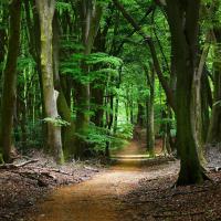 Лесная тропинка