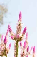 Полевые цветы