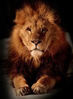 Лев на фото