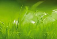 Komar 8-886 (Зеленая трава)