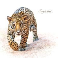 Хищній зверь