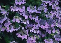 Сиреневый куст