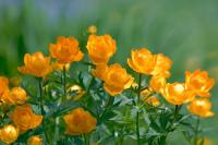 Оранжевые цветы