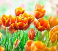 Капельки росы