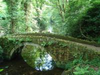 Мост в лесу