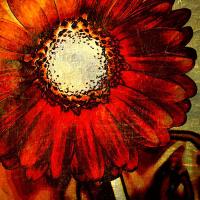 Рисунок герберы