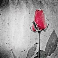 Красная роза на сером фоне